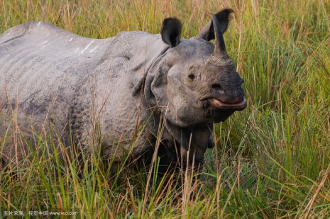 人民日报说的灰犀牛到底是啥?中国目前有多