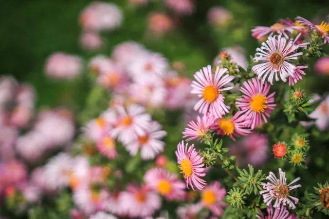 防控债券风险 做理性投资人 债券经典案例(八)