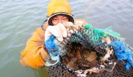 股价秒涨停！40℃高温“热死”6.8万吨海参 獐子岛：我家的没事！