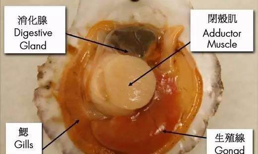 后闭壳肌可以迅速反复收缩舒张往贝壳内吸水,同时贝壳边缘的外套膜