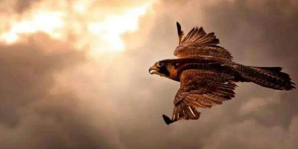 因缺钱引爆地雷!24个交易日股价跌去55% 3万